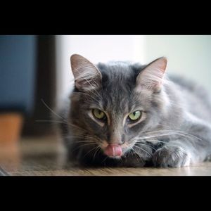 Meet your Posher, Remon